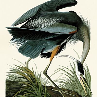 John James Audubon (Great Blue Heron) , 60 x 80cm , PPR51337