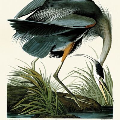 John James Audubon (Great Blue Heron) , 60 x 80cm , PPR51337
