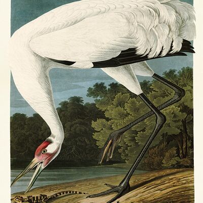 John James Audubon (Hooping Crane) , 30 x 40cm , PPR44827