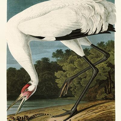 John James Audubon (Hooping Crane) , 60 x 80cm , PPR51338