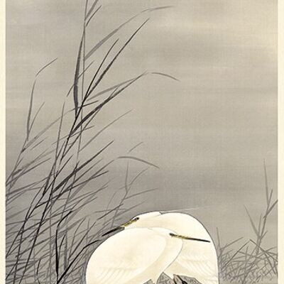 Ohara Koson (Egrets in a Swamp) , 30 x 60cm , PPR41726