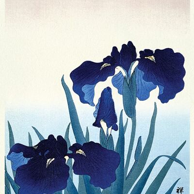 Ohara Koson (Iris Flowers) , 30 x 40cm , PPR44823
