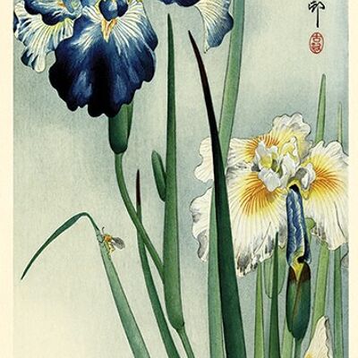 Ohara Koson (Irises) , 30 x 60cm , PPR41727