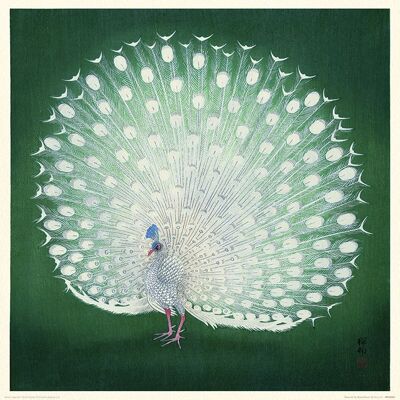 Ohara Koson (Peacock) , 40 x 40cm , PPR45983