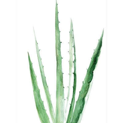 Rosana Laiz (Aloe Vera Watercolour) , 30 x 40cm , PPR54023