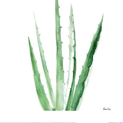 Rosana Laiz (Aloe Vera Watercolour) , 40 x 50cm , PPR43886