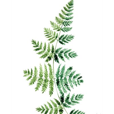 Rosana Laiz (Fern Watercolour) , 40 x 50cm , PPR43885