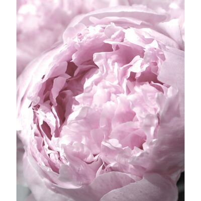 Rosana Laiz (Life Blooms Everyday Peony) , 40 x 50cm , PPR43894