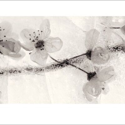 Ryuijie Douglas (Ice Form 22) , 50 x 100cm , 44961