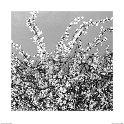 Simon Fairless (Spring Blossom on Grey) , 60 x 60cm , PPR46098