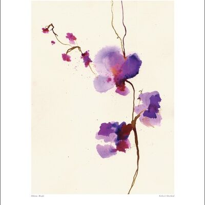 Summer Thornton (Velvet Orchid) , 40 x 50cm , 21230