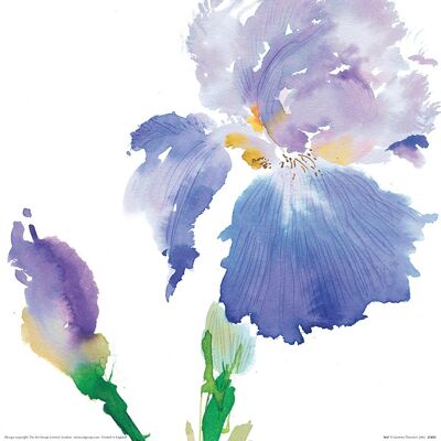 Summer Thornton (Iris) , 40 x 40cm , 21495
