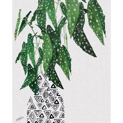 Summer Thornton (Polka Dot Begonia Plant) , 40 x 50cm , PPR43686