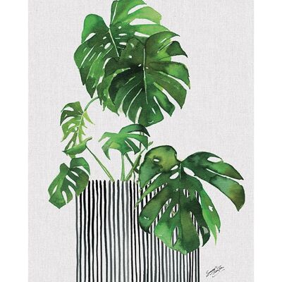 Summer Thornton (Swiss Cheese Plant) , 40 x 50cm , PPR43687