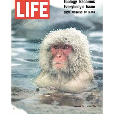 Time Life (LIFE Cover - Snow Monkeys of Japan) , 60 x 80cm , PPR51261
