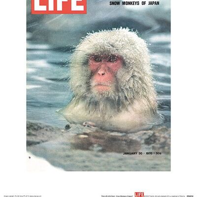 Time Life (LIFE Cover - Snow Monkeys of Japan) , 30 x 40cm , PPR44743