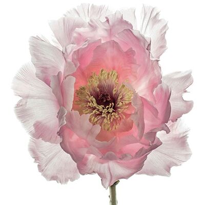 Alyson Fennell (Champagne Pink Peony) , 30 x 40cm , WDC92684
