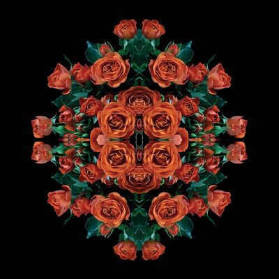 Alyson Fennell (Explosion of Orange Roses) , 40 x 40cm , WDC95571