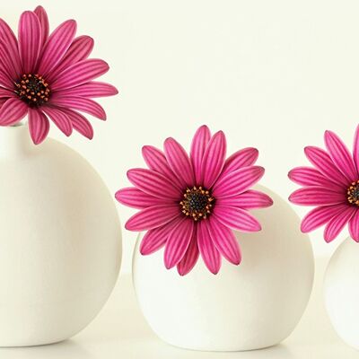 Alyson Fennell (Pink Cape Daisies) , 60 x 80cm , WDC99235