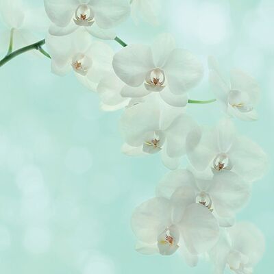 Alyson Fennell (White Orchid) , 60 x 80cm , WDC99238