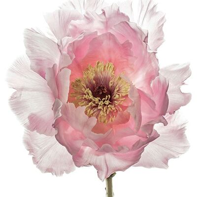 Alyson Fennell (Champagne Pink Peony) , 60 x 80cm , WDC99501