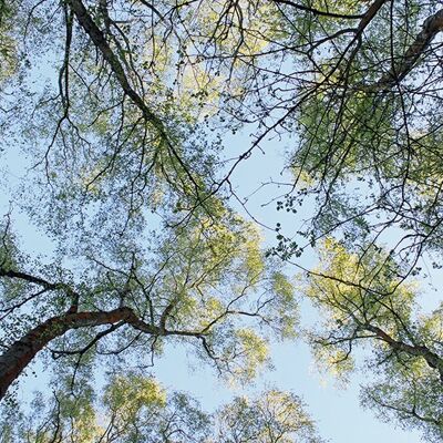 Alyson Fennell (Spring Morning Tree Tops) , 60 x 80cm , WDC99502