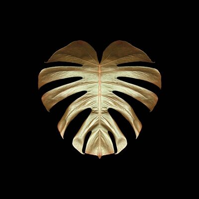 Alyson Fennell (Gold Deco Monstera) , 60 x 60cm , WDC97112