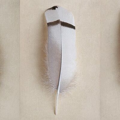 Alyson Fennell (Egyptian Goose Feather Triptych) , 50 x 100cm , WDC93246