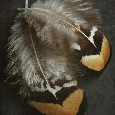 Alyson Fennell (Pheasant Feather Duo) , 60 x 80cm , WDC99891