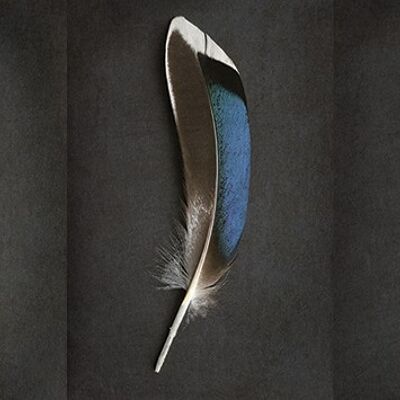 Alyson Fennell (Sapphire Mallard Feather Triptych) , 50 x 100cm , WDC93245