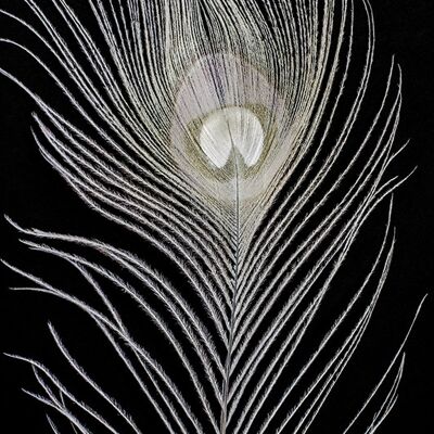 Alyson Fennell (White Peacock Feather) , 60 x 80cm , WDC99889