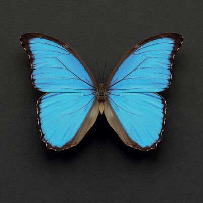 Alyson Fennell (Blue Morpho Butterfly) , 30 x 30cm , WDC91553