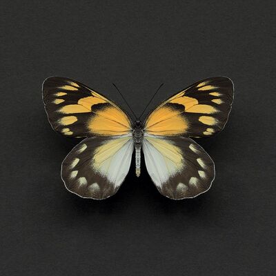 Alyson Fennell (Delias Butterfly) , 30 x 30cm , WDC91559