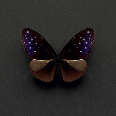 Alyson Fennell (Euploea Mulciber Butterfly) , 30 x 30cm , WDC91554