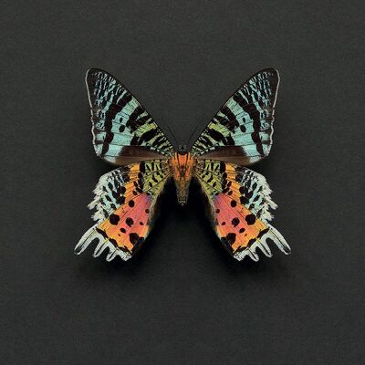 Alyson Fennell (Madagascan Sunset Moth) , 30 x 30cm , WDC91555