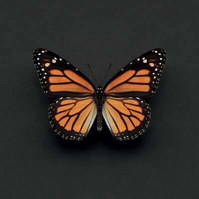 Alyson Fennell (Monarch Butterfly) , 30 x 30cm , WDC91558