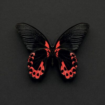 Alyson Fennell (Scarlet Mormon Butterfly) , 30 x 30cm , WDC91556