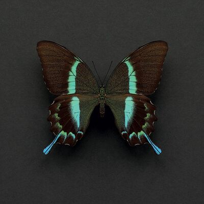 Alyson Fennell (Swallowtail Butterfly) , 30 x 30cm , WDC91551