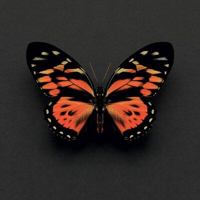 Alyson Fennell (Tiger Butterfly) , 30 x 30cm , WDC91557