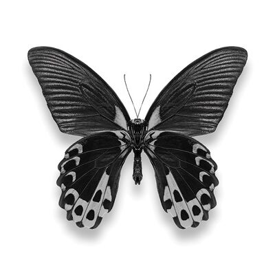 Alyson Fennell (Papillon I) , 40 x 40cm , WDC101140