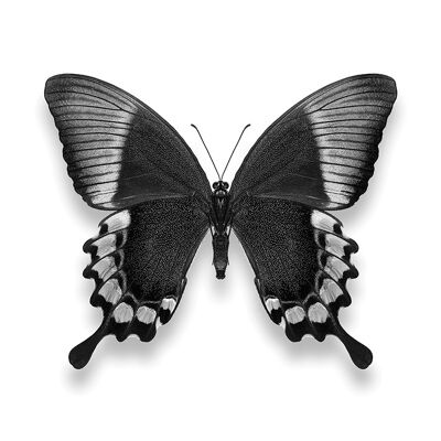 Alyson Fennell (Papillon II) , 40 x 40cm , WDC101141