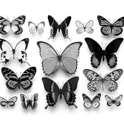 Alyson Fennell (Collection de Papillons) , 40 x 50cm , WDC94869