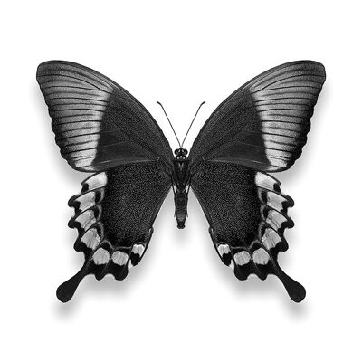 Alyson Fennell (Papillon II) , 60 x 60cm , WDC97222