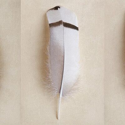 Alyson Fennell (Egyptian Goose Feather Triptych) , 30 x 60cm , WDC91093