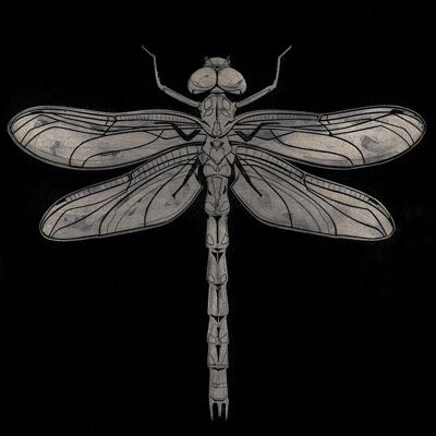 Barry Goodman (Dragonfly) , 30 x 30cm , WDC91305