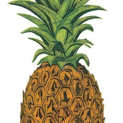 Barry Goodman (Pineapple) , 50 x 100cm , WDC93145