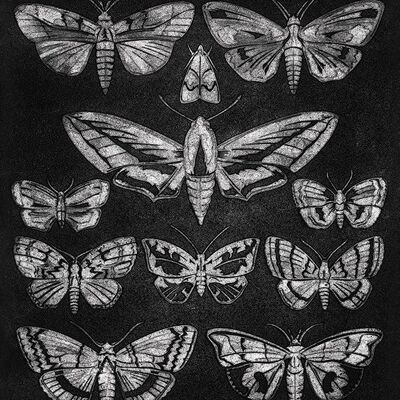 Barry Goodman (Eleven Moths) , 40 x 50cm , WDC94582