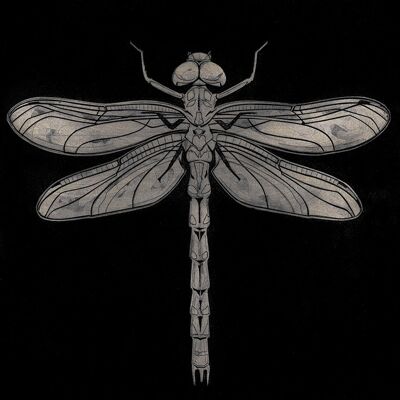 Barry Goodman (Dragonfly) , 60 x 60cm , WDC97094