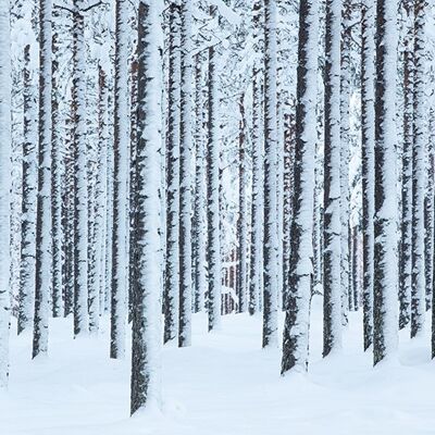 David Clapp (Frosted Trees, Finland) , 60 x 80cm , WDC99520