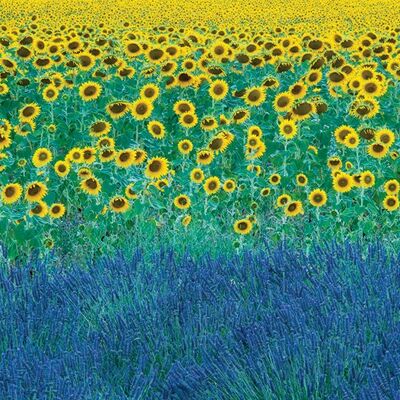 David Clapp (Sunflowers in Provence, France) , 60 x 80cm , WDC99526